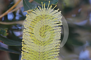 Yellow Bottlebrush Flower