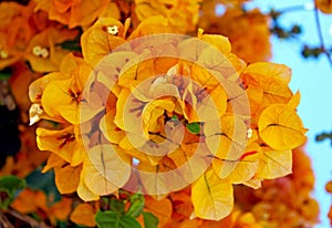 Yellow Bougainvillea flower blossom