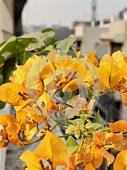 Yellow bougainvillea plant with flowers