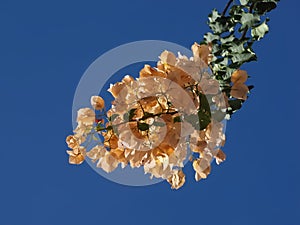 Yellow Bougainvillea or triple flower with blue sky