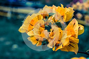 Yellow Bouganvillia sharp closeup