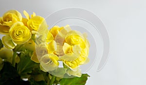 Yellow bouquet of blooming begonias on a white background