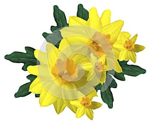 Yellow bouquet of daffodils on a white background isolated. Flowers watercolor. no shadows