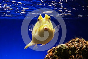 Yellow Boxfish photo