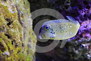 Yellow boxfish