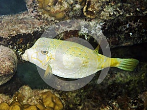 Yellow boxfish photo