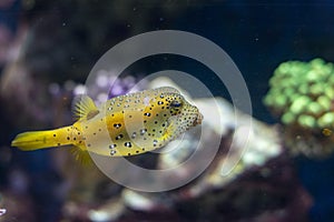Yellow boxfish - Cute can also be deadly