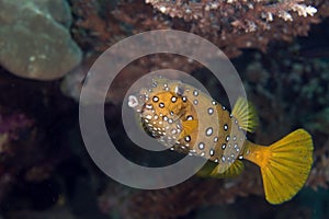 Yellow boxfish fem. (ostracion cubicus).