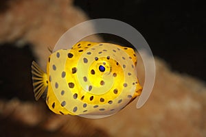 Yellow boxfish juvenile