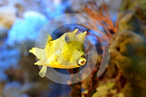 Yellow boxfish (Lactoria cornuta) photo