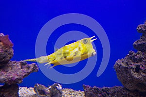The yellow boxfish Longhorn