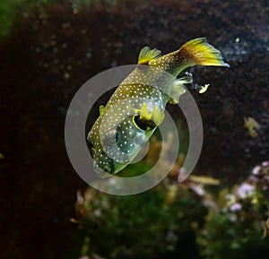 Yellow boxfish (Ostracion cubicum)