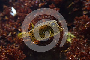 The Yellow boxfish (Ostracion cubicus).