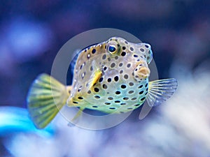 Yellow Boxfish (Ostracion cubicus)