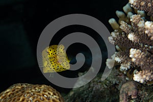 Yellow Boxfish, Ostracion cubicus closeup in tropical Andaman sea