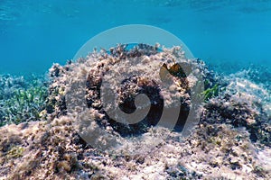 Yellow boxfish Ostracion cubicus Underwater
