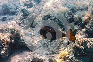 Yellow boxfish Ostracion cubicus Underwater