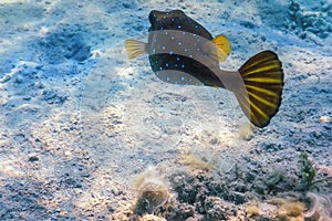 Yellow boxfish Ostracion cubicus Underwater