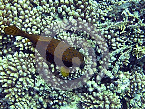 Yellow Boxfish over coral Acropora microclados 2196