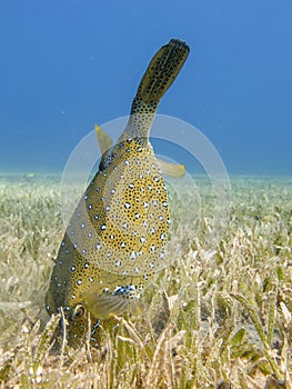 Yellow Boxfish searching for food on the seagrass in Dahab, Egypt