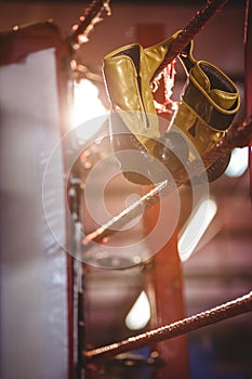 Yellow boxing gloves hanging off the boxing ring