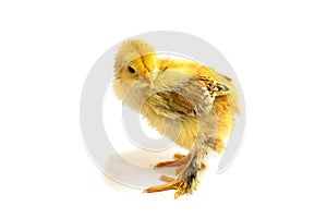 Yellow Brahma chick on white background, selective focus