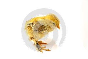 Yellow Brahma chick on white background, selective focus