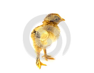 Yellow Brahma chick on white background, selective focus