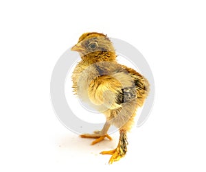 Yellow Brahma chick on white background, selective focus