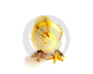 Yellow Brahma chick on white background, selective focus