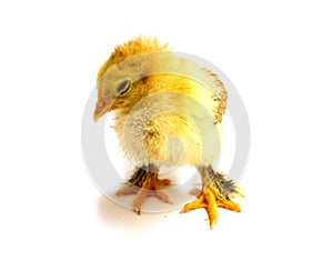 Yellow Brahma chick on white background, selective focus