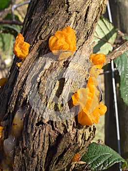 Yellow brain fungus.