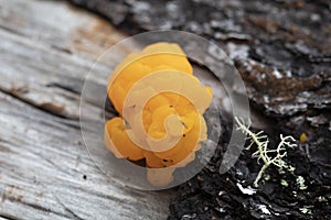 Yellow Brain Fungus Close Up Tremella