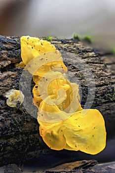 The Yellow Brain (Tremella mesenterica) is an inedible mushroom