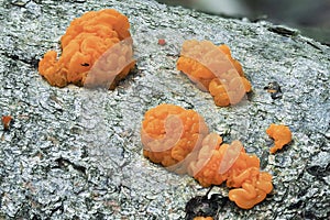 The Yellow Brain (Tremella mesenterica) is an inedible mushroom