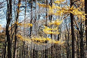 Yellow branch of larch tree in forest in autumn