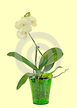 Yellow branch orchid flowers, vase, flowerpot, Orchidaceae, Phalaenopsis known as the Moth Orchid, abbreviated Phal. photo