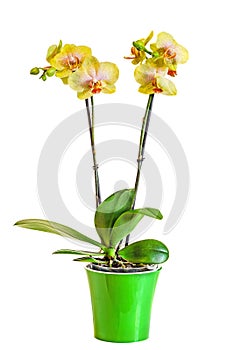 Yellow branch orchid flowers, vase, flowerpot, Orchidaceae, Phalaenopsis known as the Moth Orchid, abbreviated Phal.