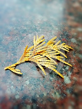 Yellow branch on a stone close-up