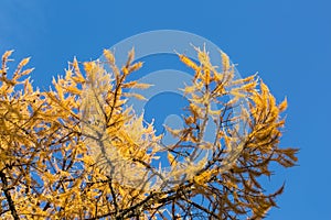 Yellow branches of larch against a blue sky