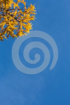 Yellow branches of larch against a blue sky
