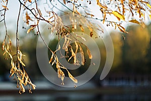 Yellow branches of Linden tree in autumn. A deciduous tree with heart-shaped dentate leaves and fragrant honey-color