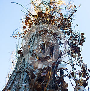 Yellow branches of a long tree