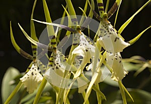 Yellow brassia orchid