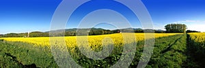 Yellow brassica rapa field