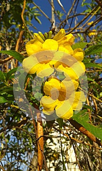 Cerrado flower photo