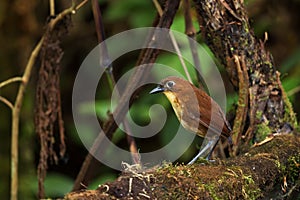 Yellow-breasted Antpitta - Grallaria flavotincta