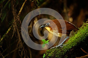 Yellow-breasted Antpitta, Grallaria flavotincta, in the habitat, Mindo, Ecuador. Rare bird antpitta from dark forest, wildlife