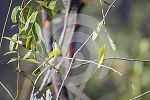 Yellow breasted Apalis in Kruger National park, South Africa