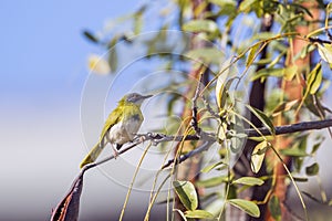 Yellow breasted Apalis in Kruger National park, South Africa